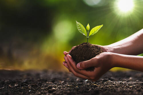 Cupped hands hold soil growing a young plant